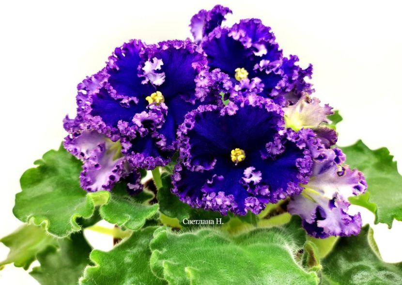 АВ-Тысяча и Одна Ночь - DORINTE