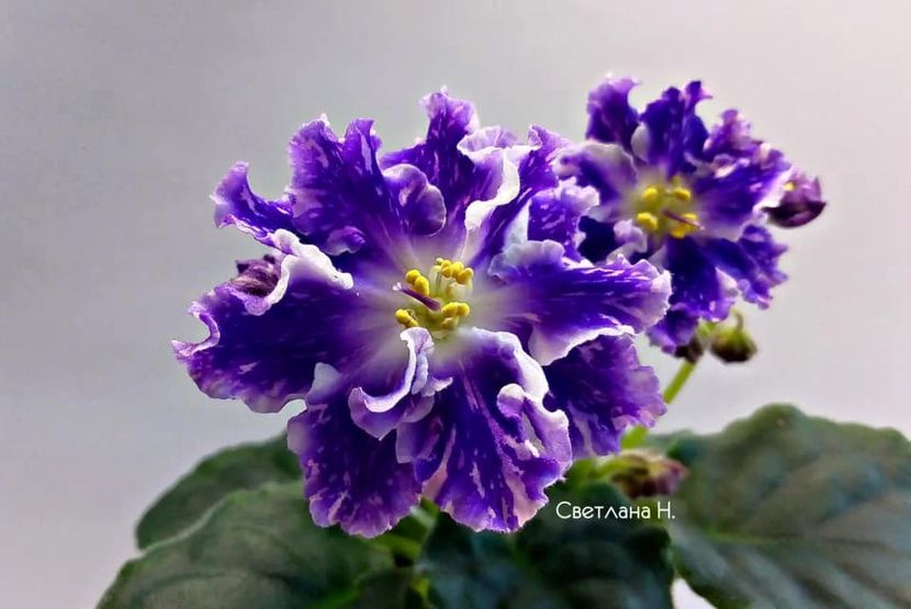 НД-Варзуга - DORINTE