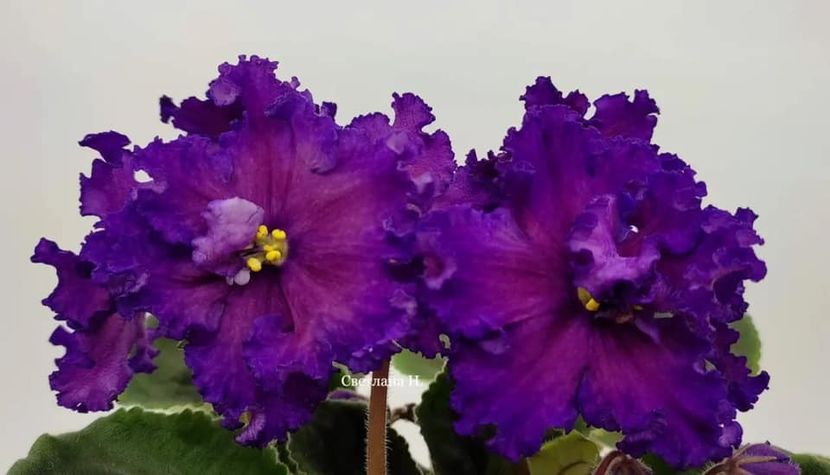 РМ-Принц Калаф - DORINTE