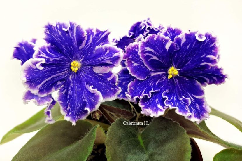 Ф-Морская Искра - DORINTE