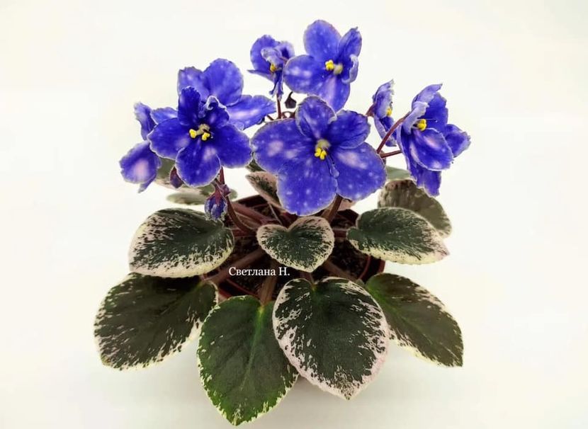 Р-Крошка Лу - DORINTE