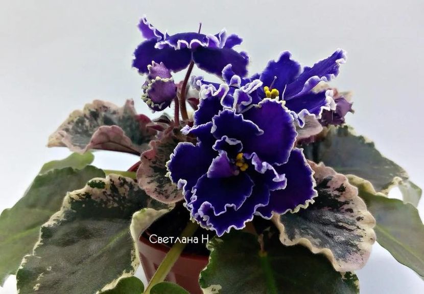 ЛЕ-Сергей - DORINTE