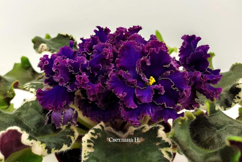 АВ-Дон Педро - DORINTE