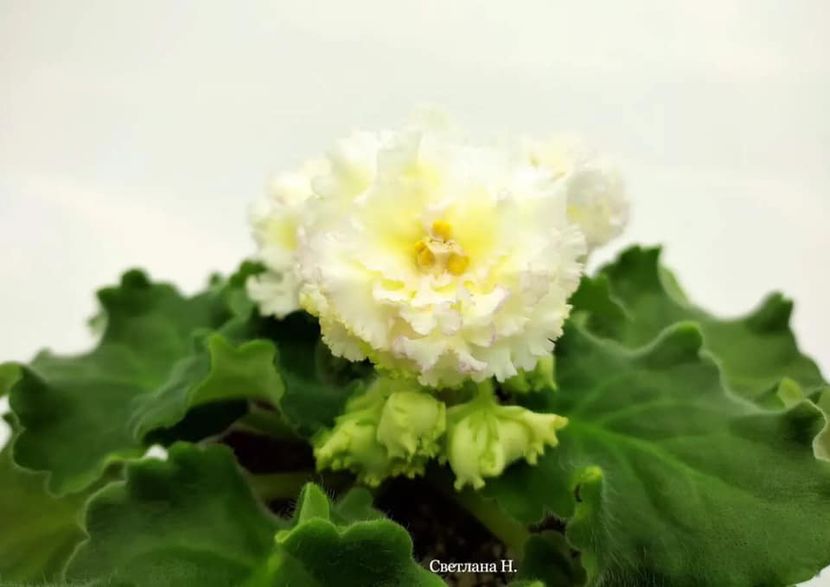 НД-Тайна - DORINTE