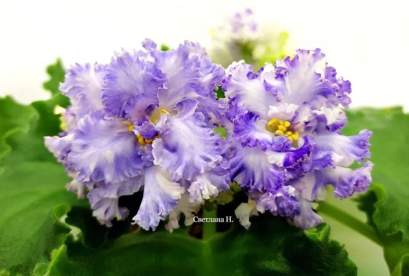 Ф-Льдинка - DORINTE