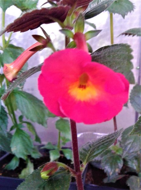  - ACHIMENES 2023