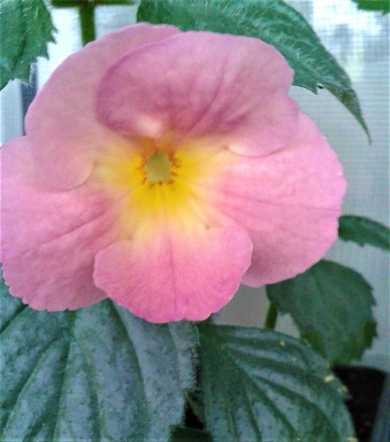  - ACHIMENES 2023