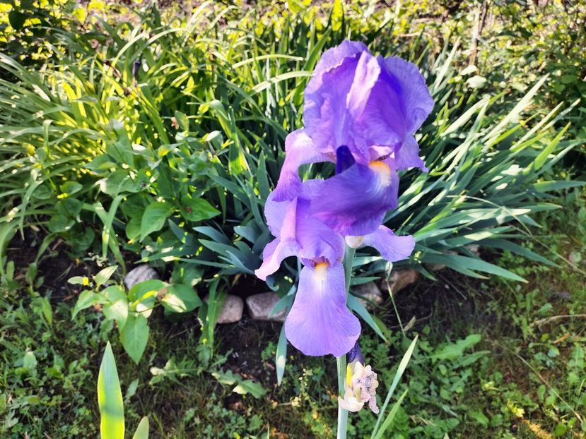 IMG20230523085450 - Primăvara 2023