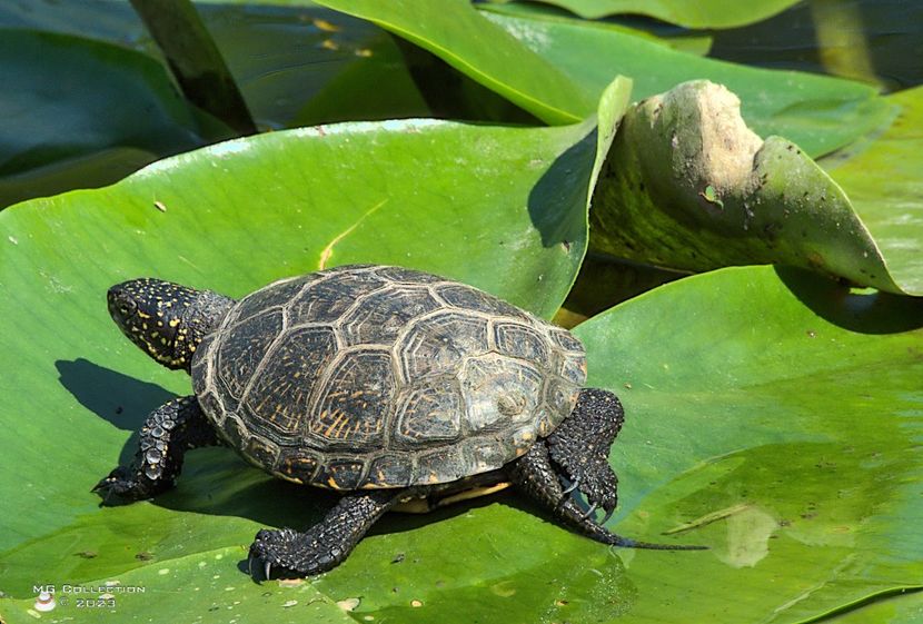 Turtle in the sun-7654 - ANIMALE