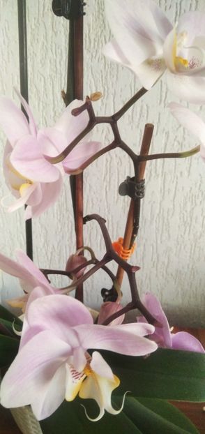  - 2023 FLORI DE CAMERĂ