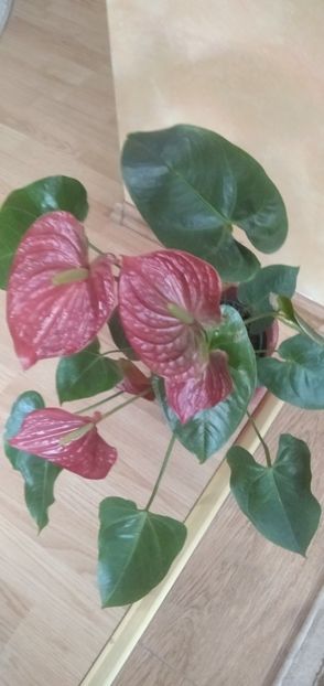  - 2023 FLORI DE CAMERĂ