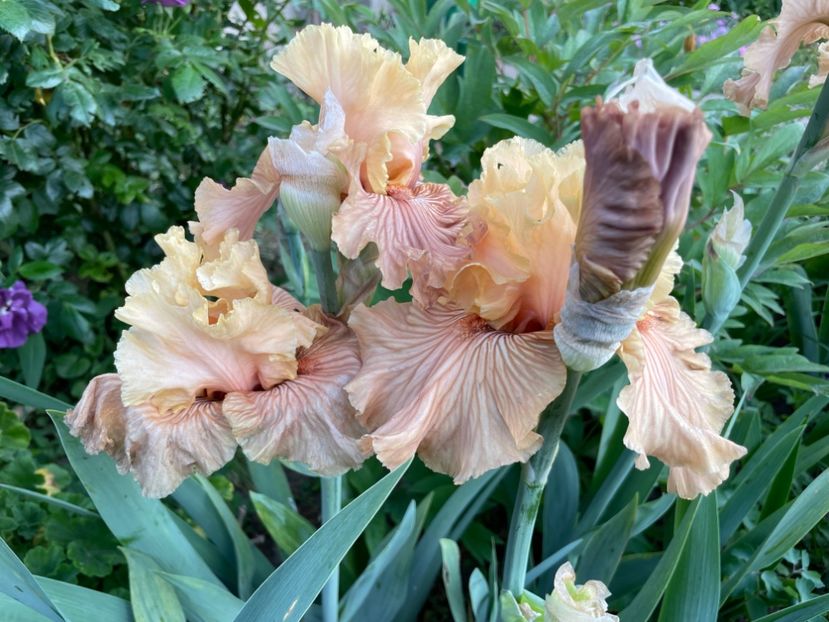 E1A5FE36-5626-489A-8D4B-AA5B106FDF30 - 01 Iriși 2023