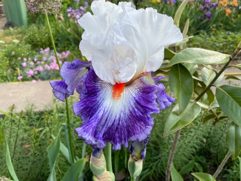 81E6EC28-7FA8-45BC-8F3F-D8950A4077FF - 01 Iriși 2023