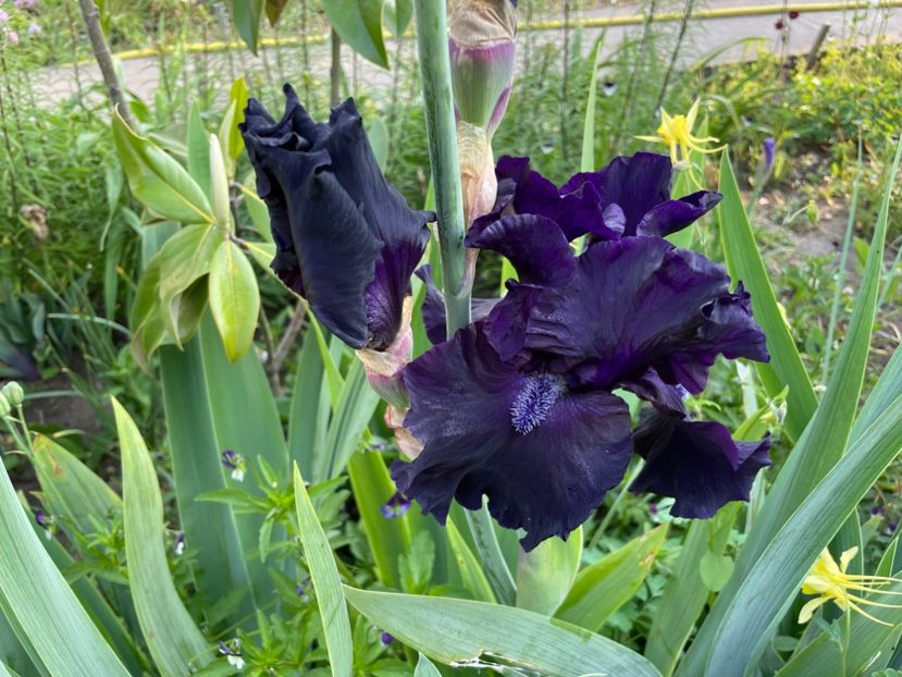 231D4519-796B-41E3-AC0B-2D35C565F314 - 01 Iriși 2023