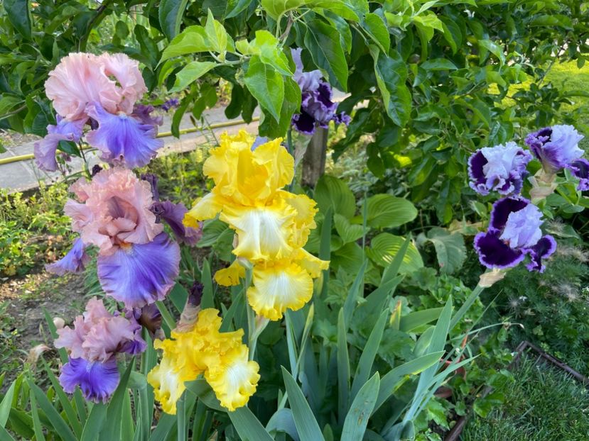 3955EB05-065F-4269-9D17-CA64A2B54C80 - 01 Iriși 2023