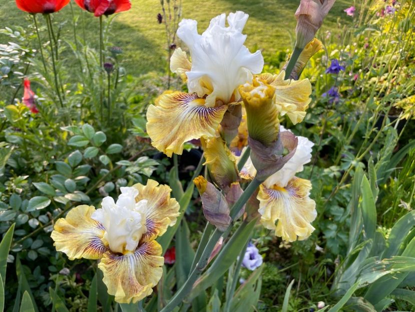 1024FE6B-7D8A-4CAB-98CC-DF401D0DC525 - 01 Iriși 2023