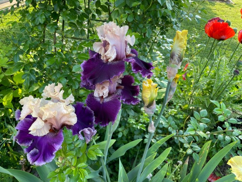 21E09AC2-169E-4C14-A852-0A35A5E6477A - 01 Iriși 2023