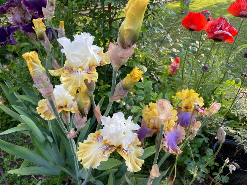 A97129B2-6C0B-476E-9BBC-15EB5349AF11 - 01 Iriși 2023