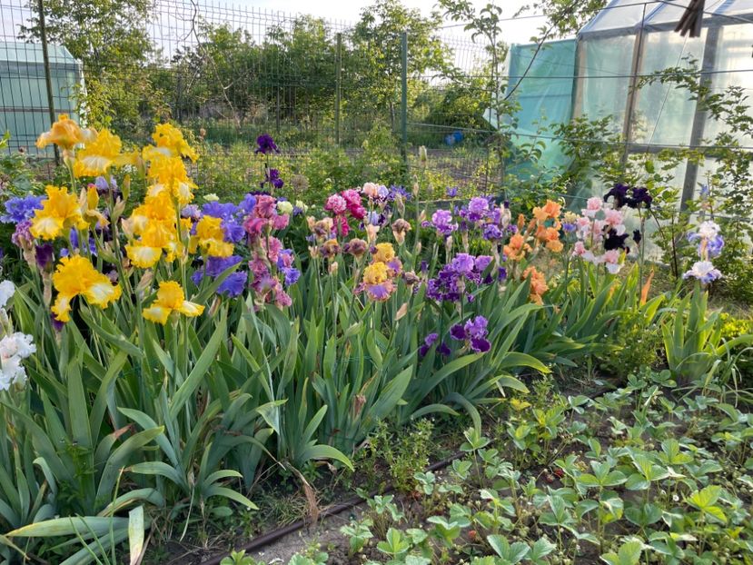 53C7061F-508F-4C23-BA52-22703038F141 - 01 Iriși 2023