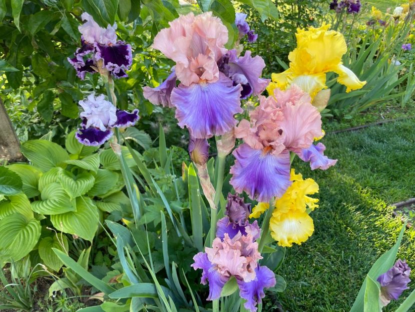 D18AA5EB-6066-4039-BE1F-A363D2D85FDD - 01 Iriși 2023