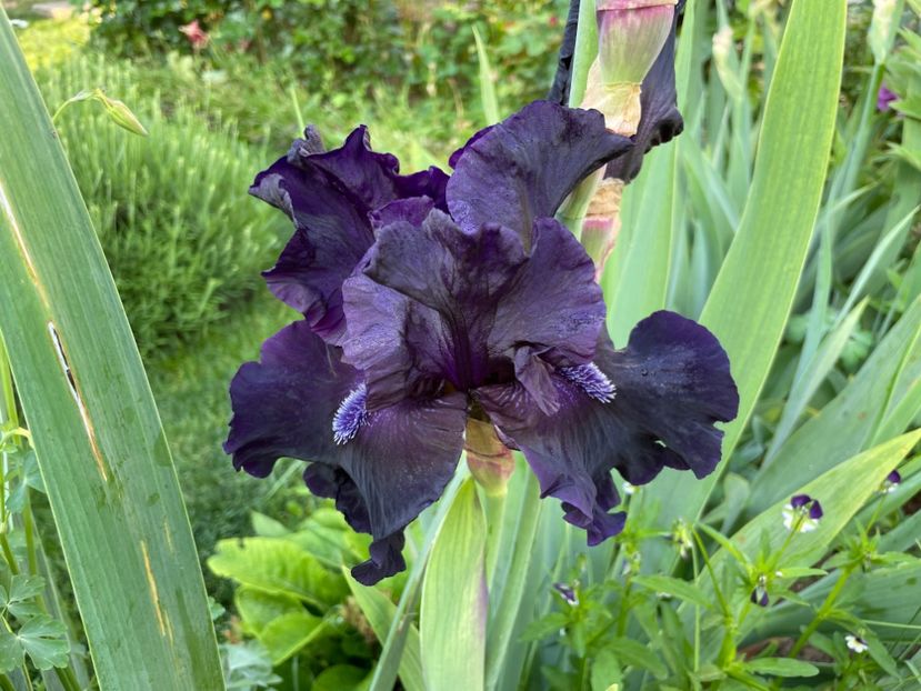 E674A667-9715-47EF-91AC-16707FE4E666 - 01 Iriși 2023