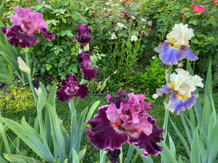 7490EE4D-D82F-4564-AFBA-88BEAEF11696 - 01 Iriși 2023