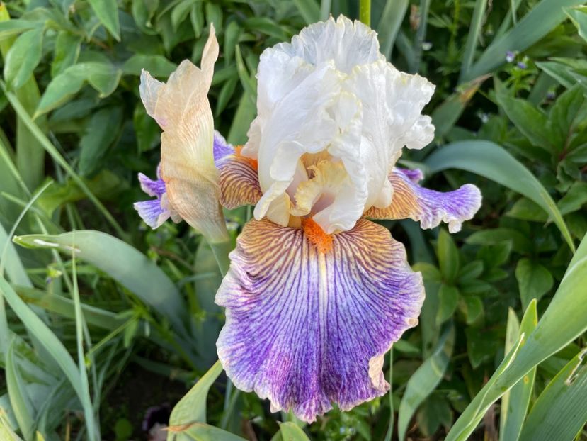 18CCAD5E-DD4A-4531-B42F-FA6182ECA11E - 01 Iriși 2023