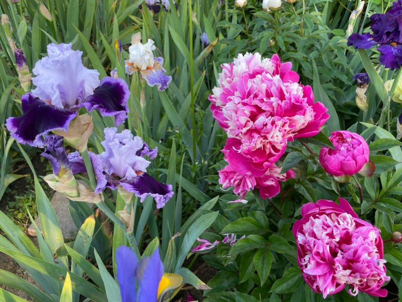 FCBEADB7-CD9F-439E-8169-5A757FE90C17 - 01 Iriși 2023