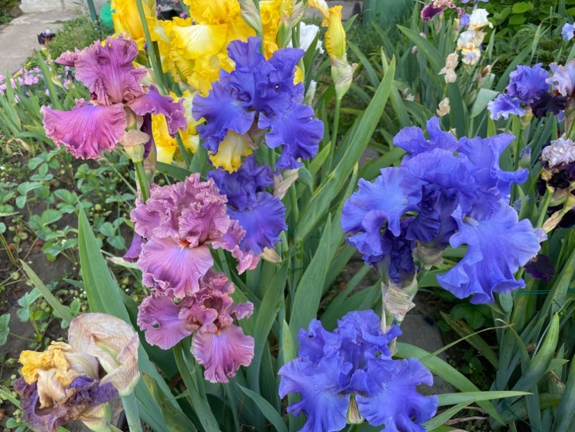 96EE1AF6-128B-4E83-BC7B-76BF27E8E312 - 01 Iriși 2023