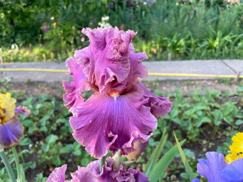 FC5CE33D-B758-4DA6-8998-AAA1A72CD30B - 01 Iriși 2023