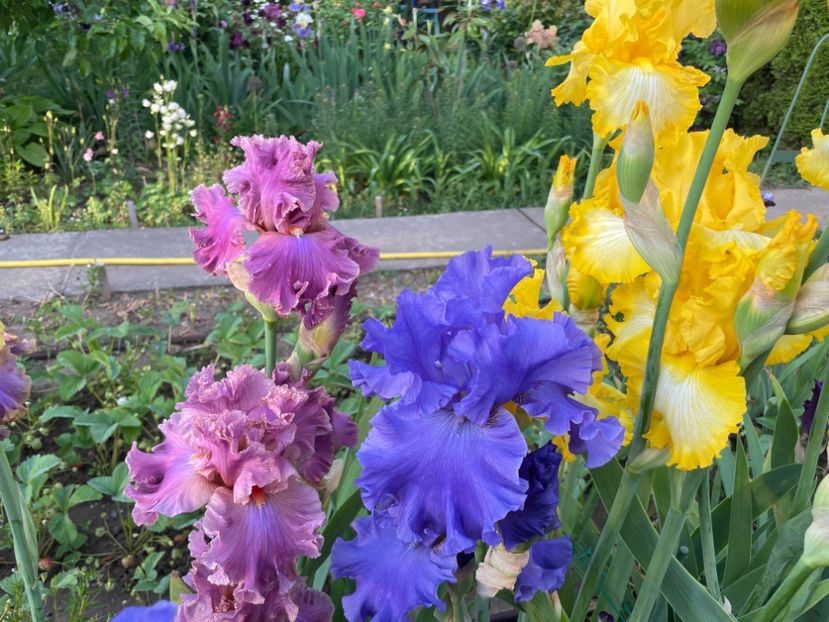 7CED4A10-4BA7-4070-9E78-D2A23C26AD31 - 01 Iriși 2023