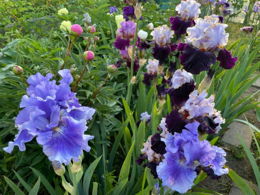 FC3AE7E5-9C09-4692-9E35-6CC9C20E168A - 01 Iriși 2023