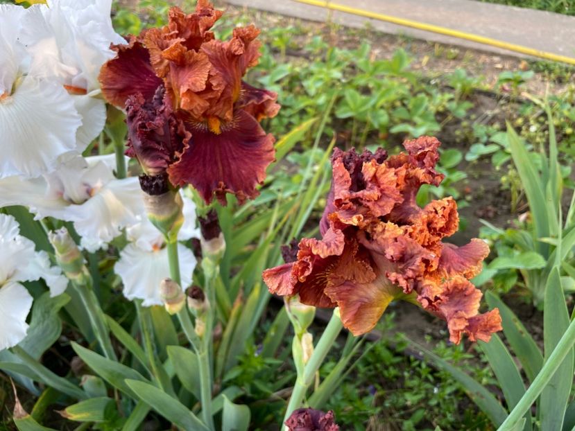 703355F3-4E08-4C81-AC5B-23FD1DDDA225 - 01 Iriși 2023