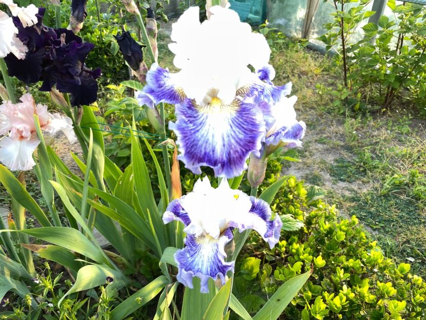 44C4FBC8-FC7E-4773-8E5C-0CF9FD2FBDB5 - 01 Iriși 2023