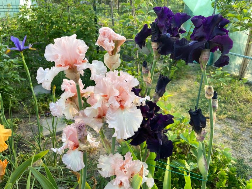 93953BEA-DA76-40A0-844D-E01DBBB3D9AD - 01 Iriși 2023