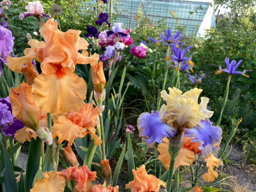 86D2AD6B-D094-4A90-9D88-AA618261F8BE - 01 Iriși 2023