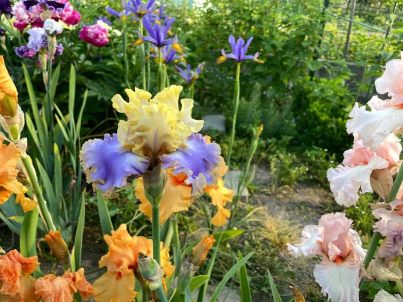 4F849B93-D118-4F6D-BDA9-5795BEA0AAF4 - 01 Iriși 2023