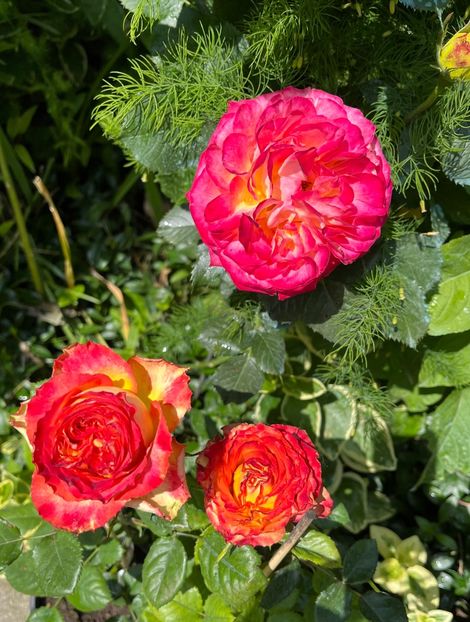 EC4A71A7-F409-4B29-AE71-300FBE4B720A - Trandafiri 2023