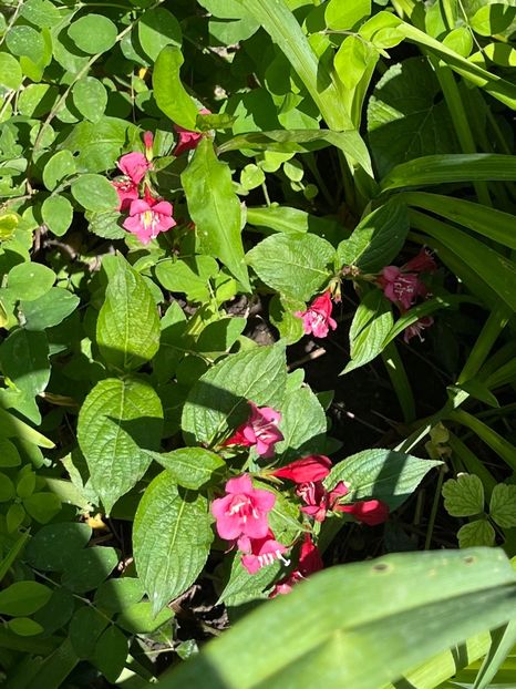 FCBF83B5-FEA3-444A-BE9A-2EA2231651A8 - Arbuști 2021-2023