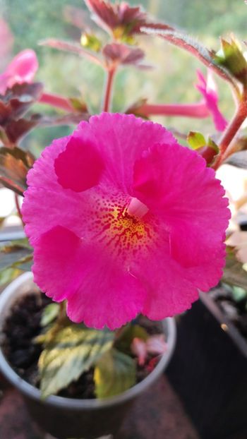  - 2024-BriD s Pink Lily