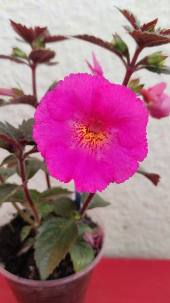  - 2024-BriD s Pink Lily