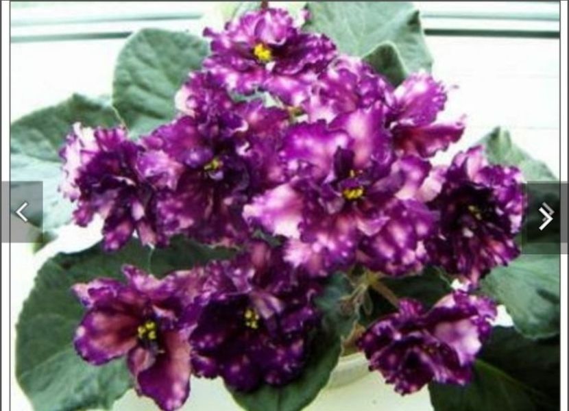 Screenshot_20230524_104543 - AE-Milky Way