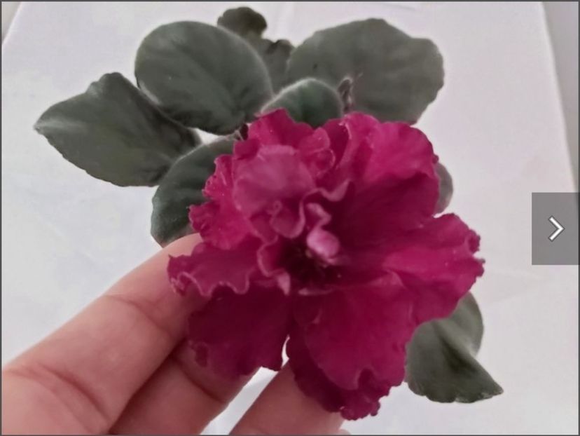 Screenshot_20230524_105207 - LE-Vzbityie Slivki