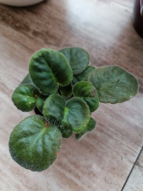  - LE-Vzbityie Slivki