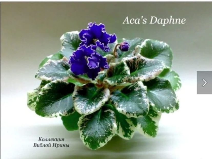 Screenshot_20230524_105902 - Aca-s Daphne