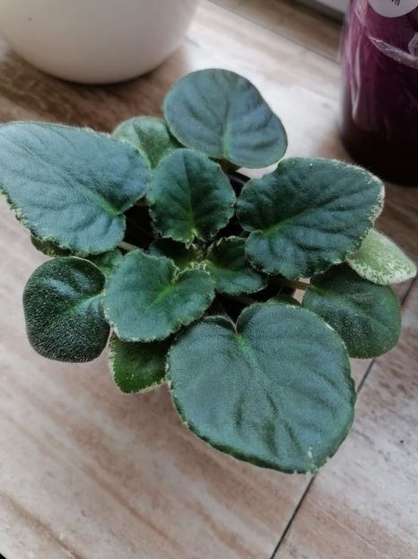 Aca's Daphne - Aca-s Daphne