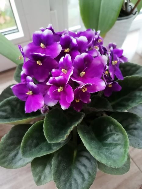  - Zzz Violete-no name