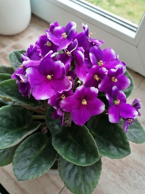  - Zzz Violete-no name