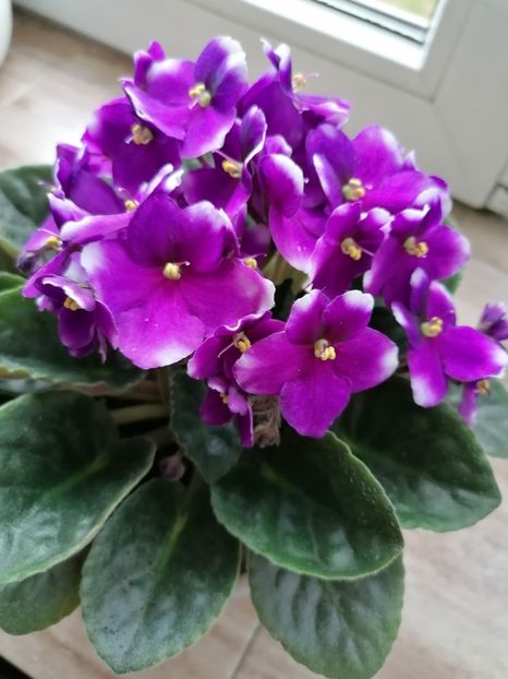 24.05.2023 - Zzz Violete-no name