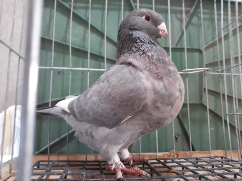 IMG-20230226-WA0069[1] - Amintiri